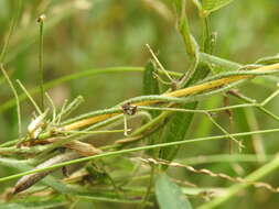 Image of Glycine cyrtoloba Tindale