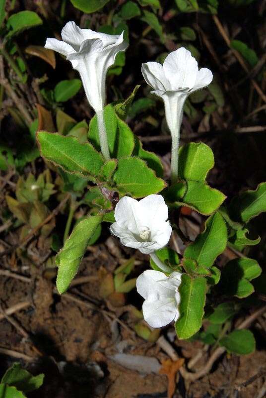 Plancia ëd Ruellia patula Jacq.