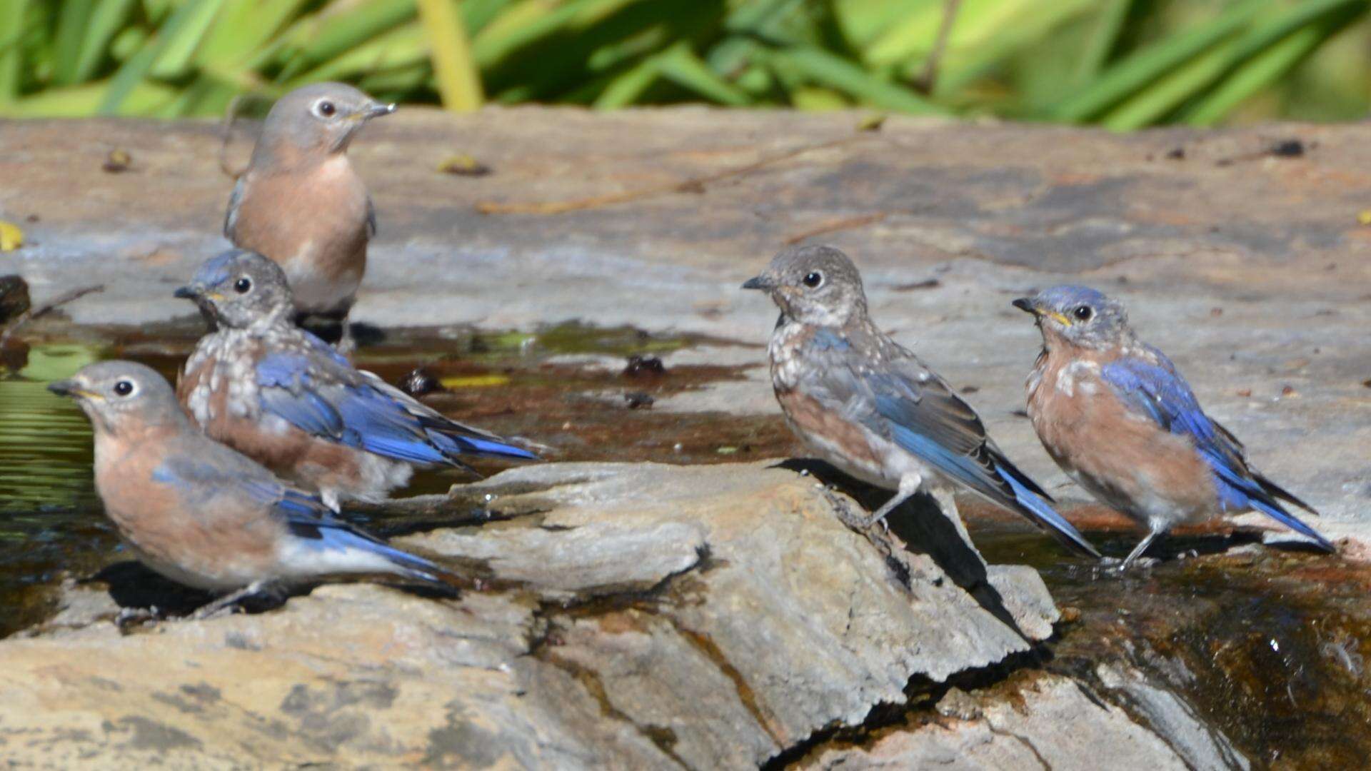 Image of Eastern Bluebird