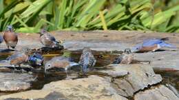 Image of Eastern Bluebird