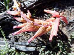 Image of Lachenalia punctata Jacq.