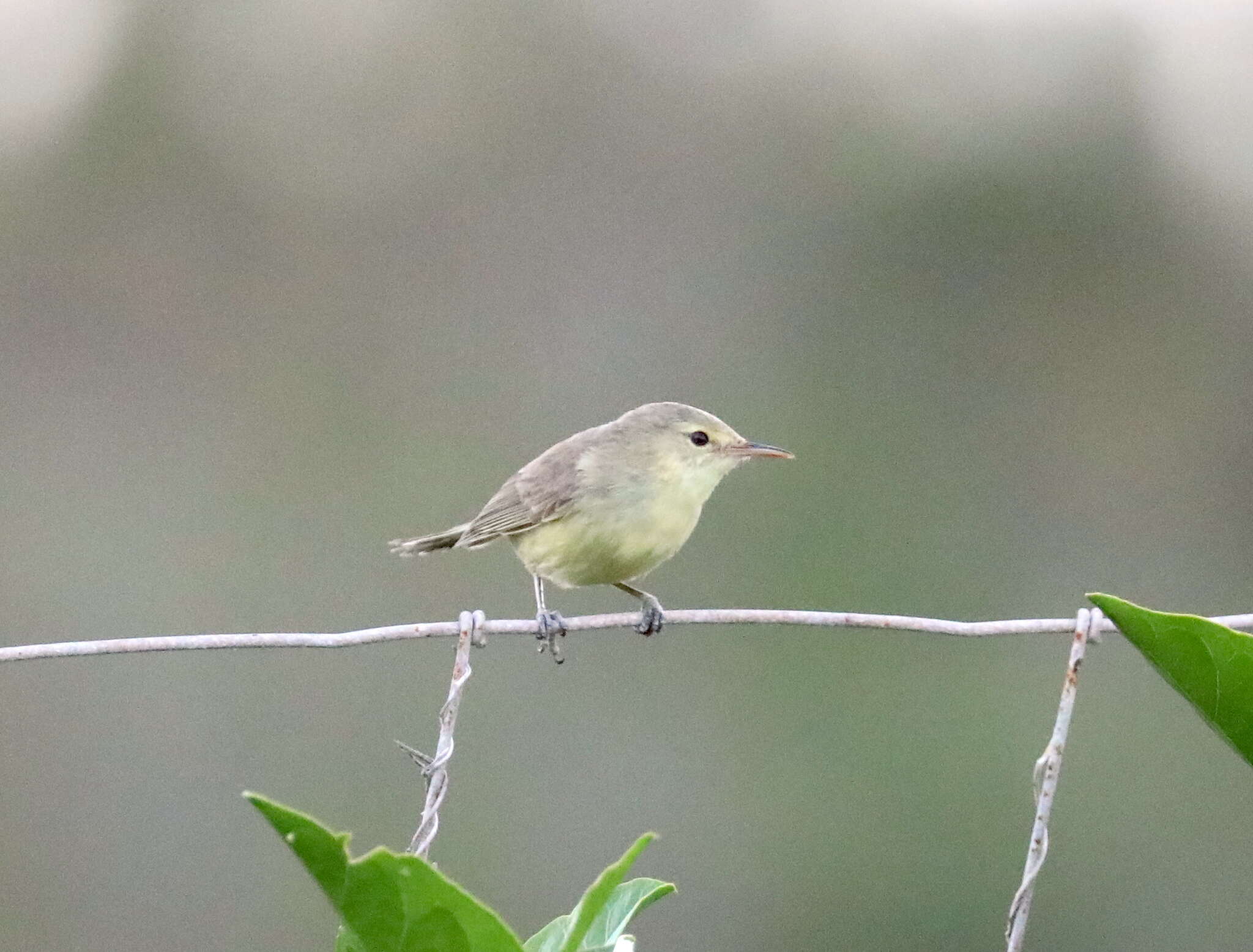 Image of Rodrigues Warbler