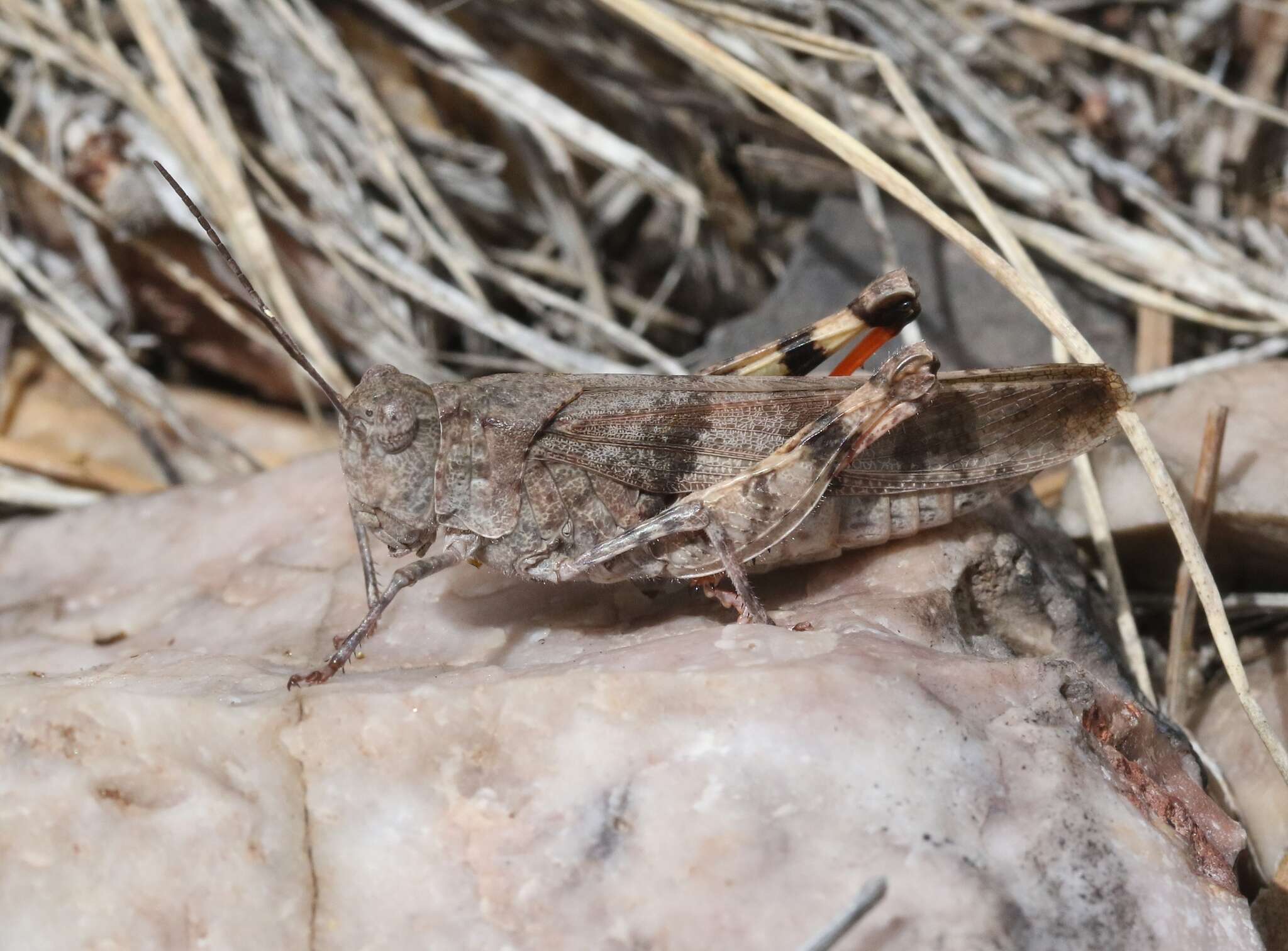 Trimerotropis modesta Bruner & L. 1889 resmi