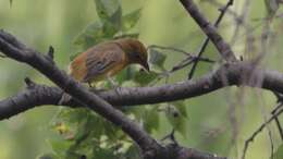 Image of Summer Tanager