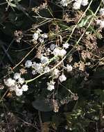 Image of broadleaved pepperweed