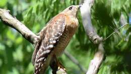 Image of Red-shouldered Hawk