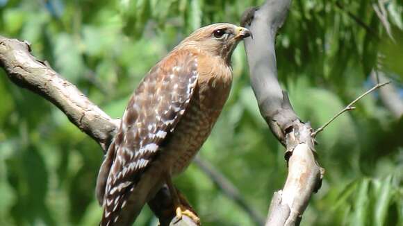 Image of Red-shouldered Hawk