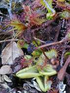 Image of Drosera uniflora Willd.