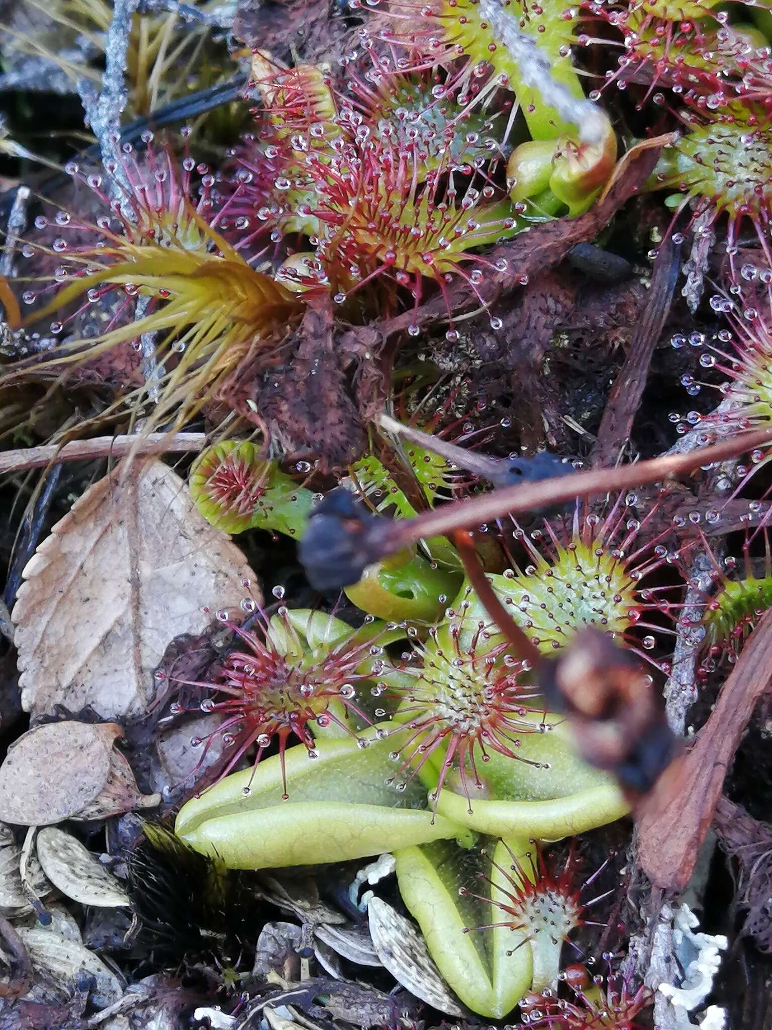 Image of Drosera uniflora Willd.