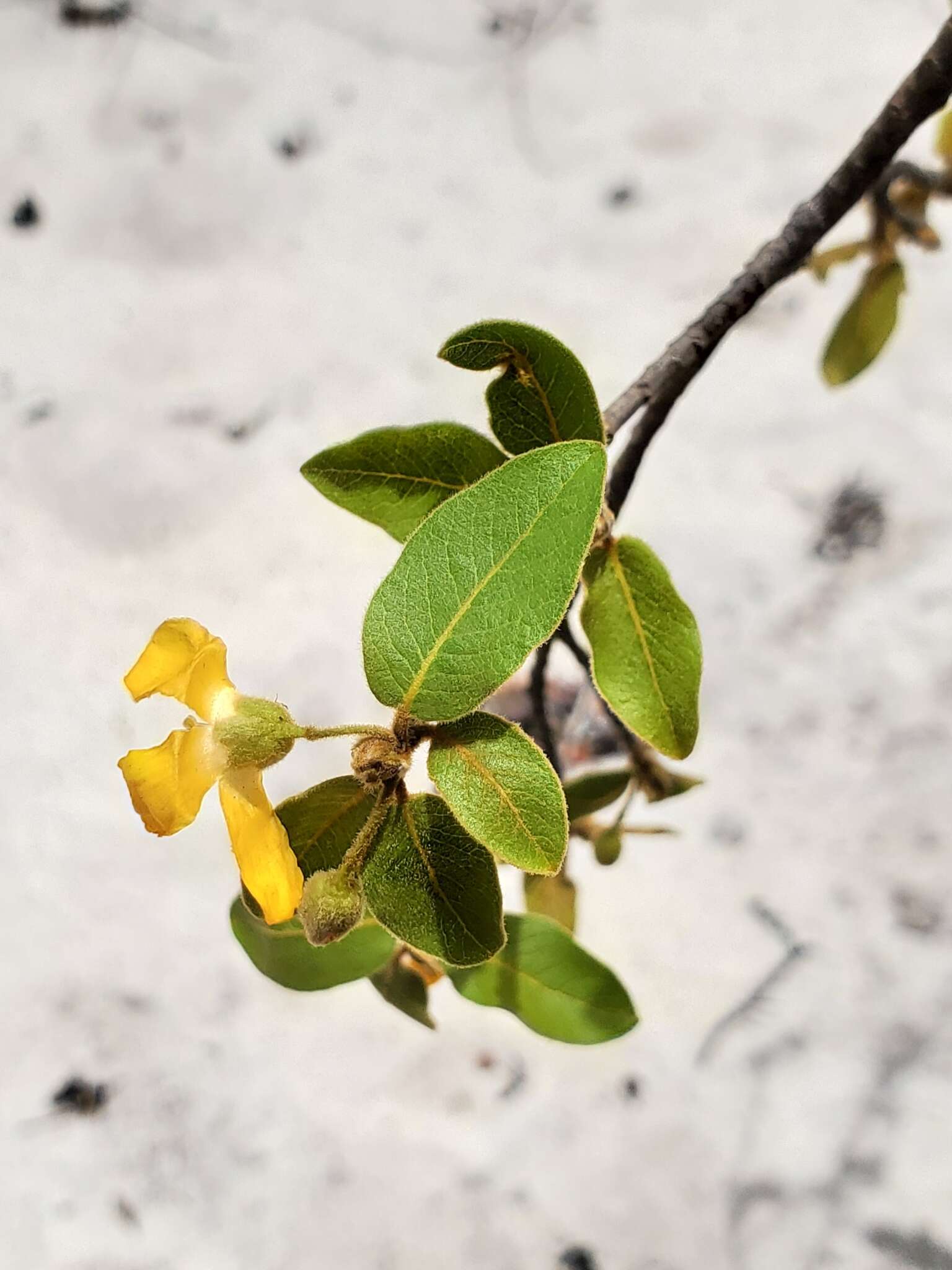 Image of Hugonia longipes H. Perrier