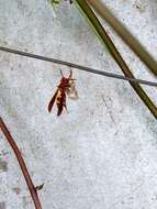 Image of Polistes minor Pal. de Beauv. 1818