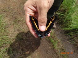 Image of Charaxes castor