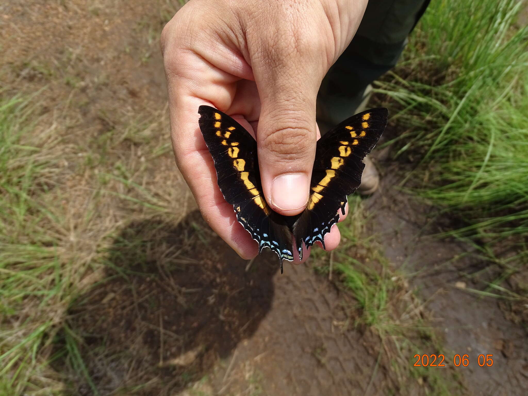 Imagem de Charaxes castor