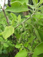 Image of Solanum pubescens Willd.