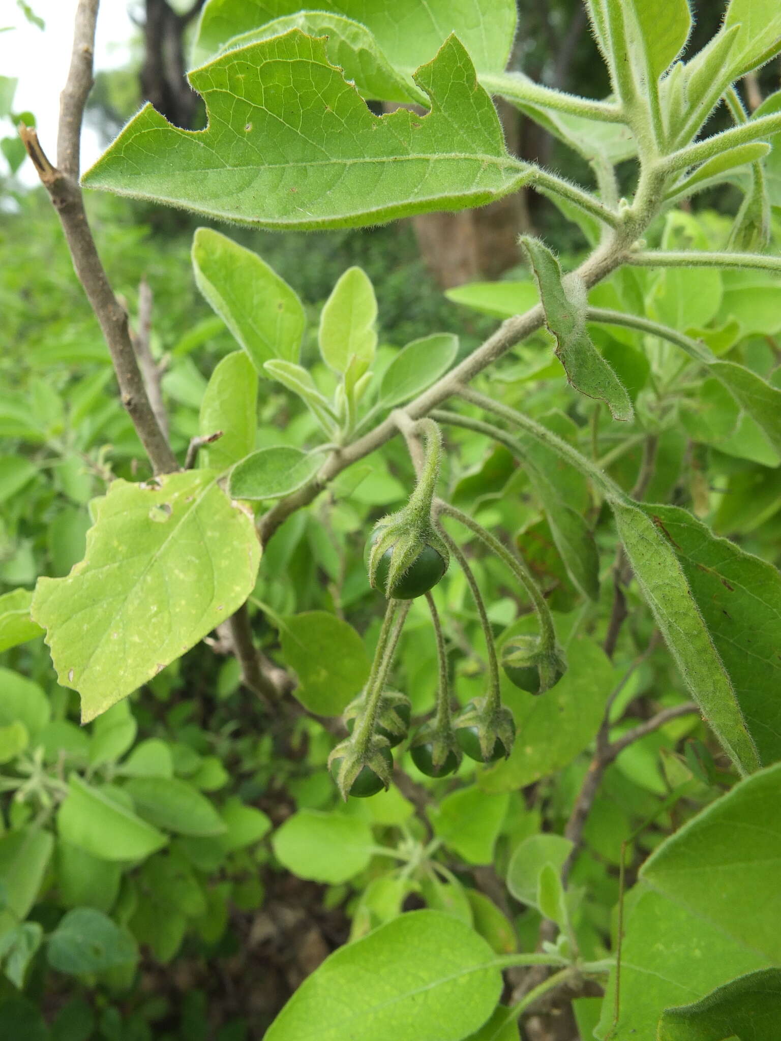 Image of Solanum pubescens Willd.