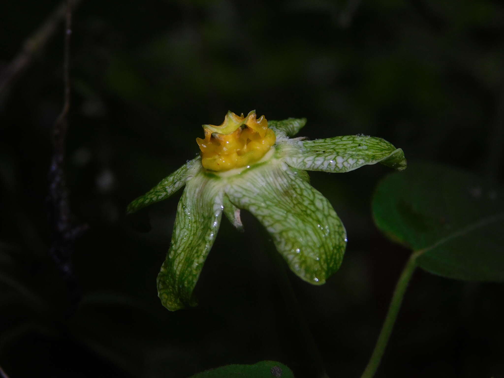 Gonolobus chloranthus Schltdl.的圖片