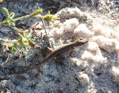 Image of Reinhardt's Lava Lizard