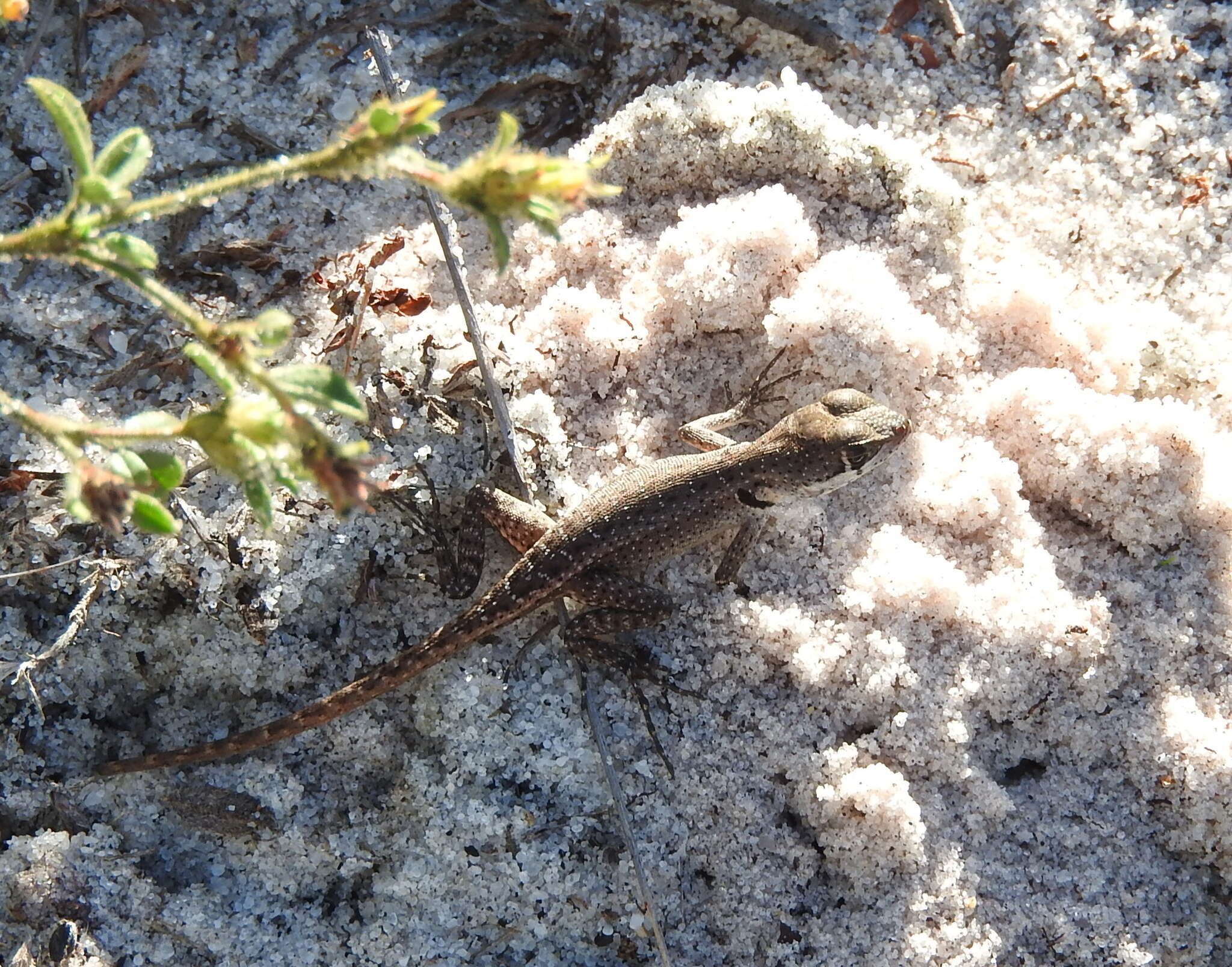 Image of Reinhardt's Lava Lizard