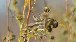 Image of Pine Siskin