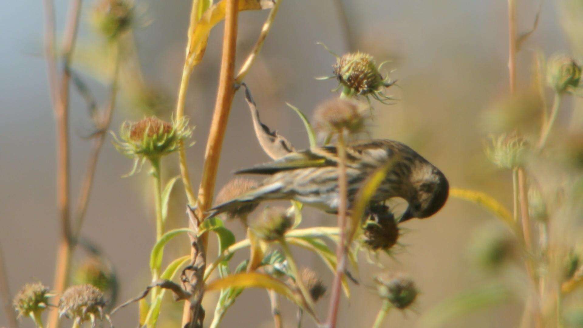 Image of Pine Siskin