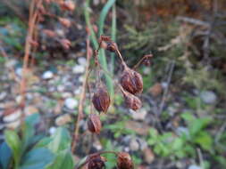 Image of Tuberaria globulariifolia (Lam.) Willk.