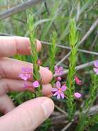 Imagem de Cuphea linarioides Cham. & Schltdl.