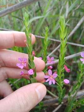 Image of Cuphea linarioides Cham. & Schltdl.