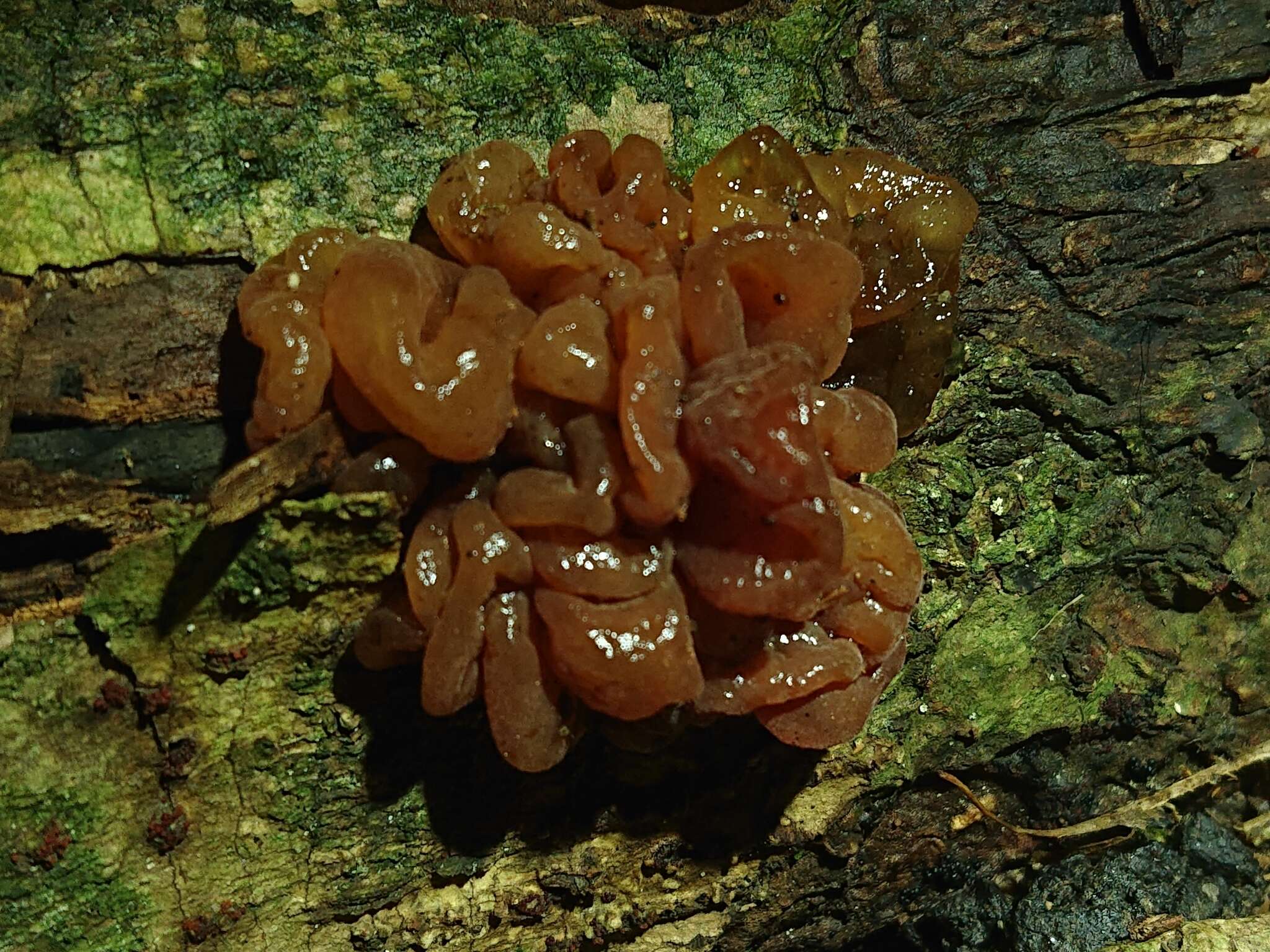 Image of Tremella vesiculosa McNabb 1990