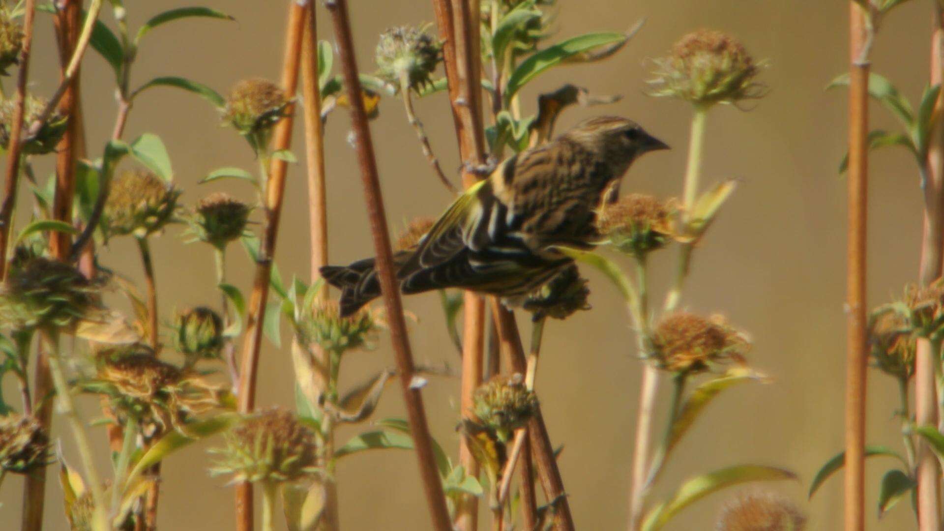 Image of Pine Siskin