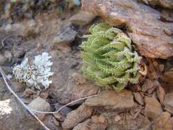 Image of Haworthia herbacea var. herbacea