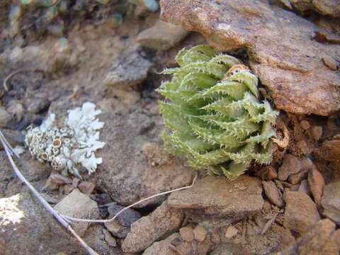 Image of Haworthia herbacea var. herbacea