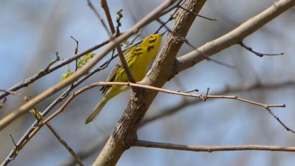 Image of Prairie Warbler