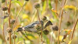 Image of Pine Siskin