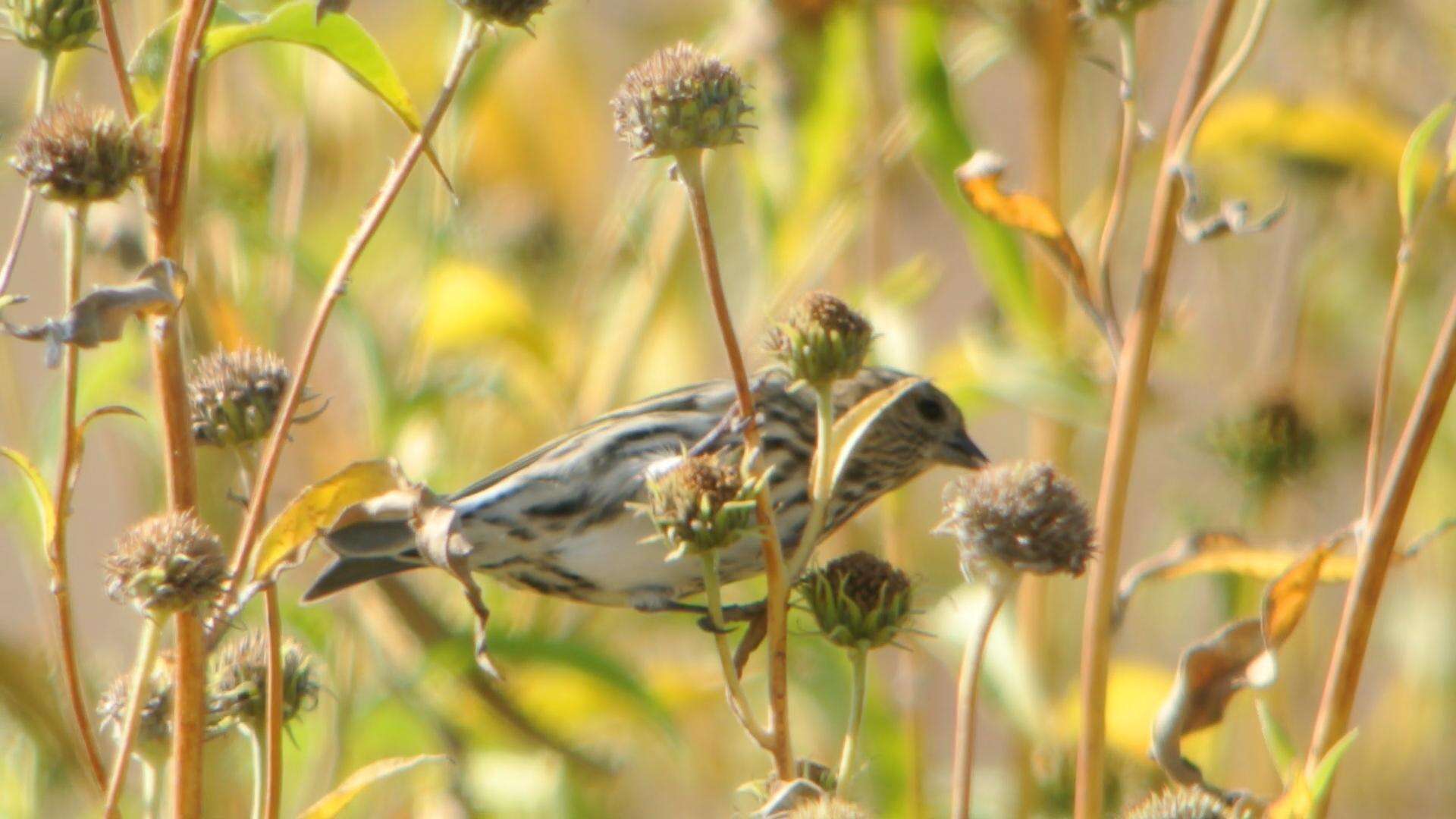 Image of Pine Siskin