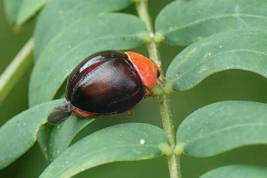 Image of <i>Synona consanguinea</i> Poorani, Slipinski & Booth 2008