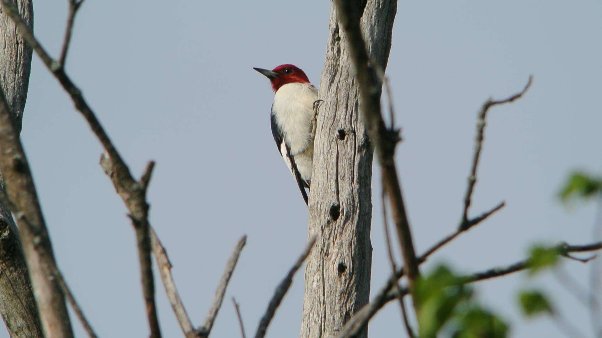 Image of Red-headed Woodpecker