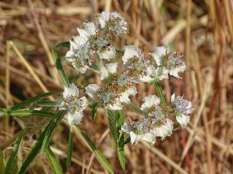 Plancia ëd Haumaniastrum caeruleum (Oliv.) P. A. Duvign. & Plancke