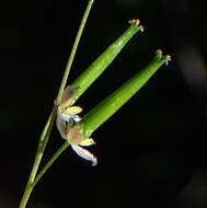 Image of Triglochin bulbosa subsp. bulbosa