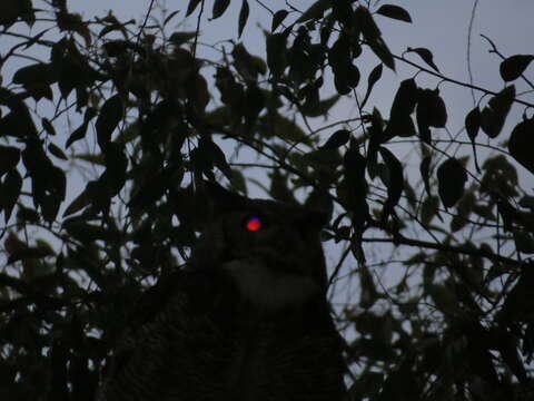 Image of South American Great Horned Owl