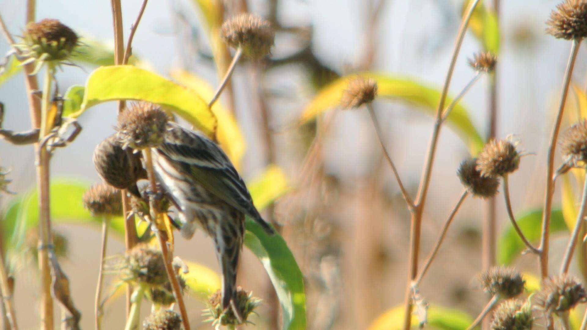 Image of Pine Siskin