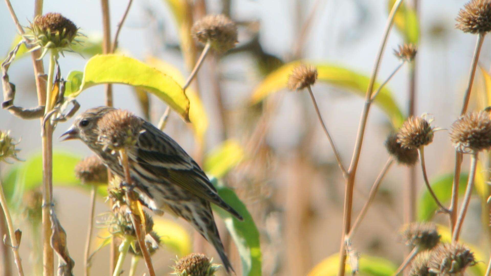 Image of Pine Siskin