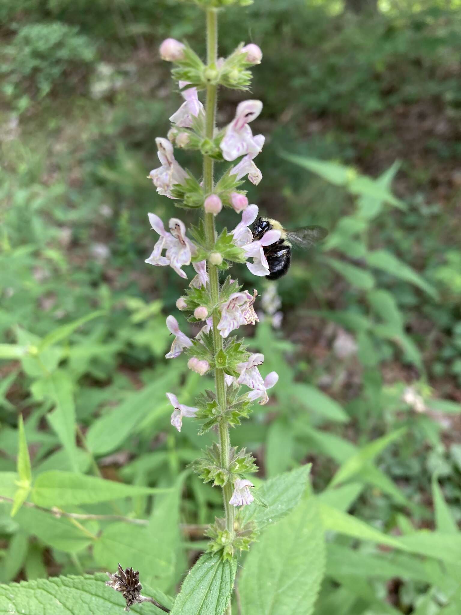 Image of Stachys iltisii J. B. Nelson