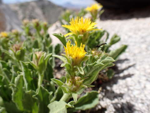 Lorandersonia peirsonii (D. D. Keck) Urbatsch, R. P. Roberts & Neubig resmi