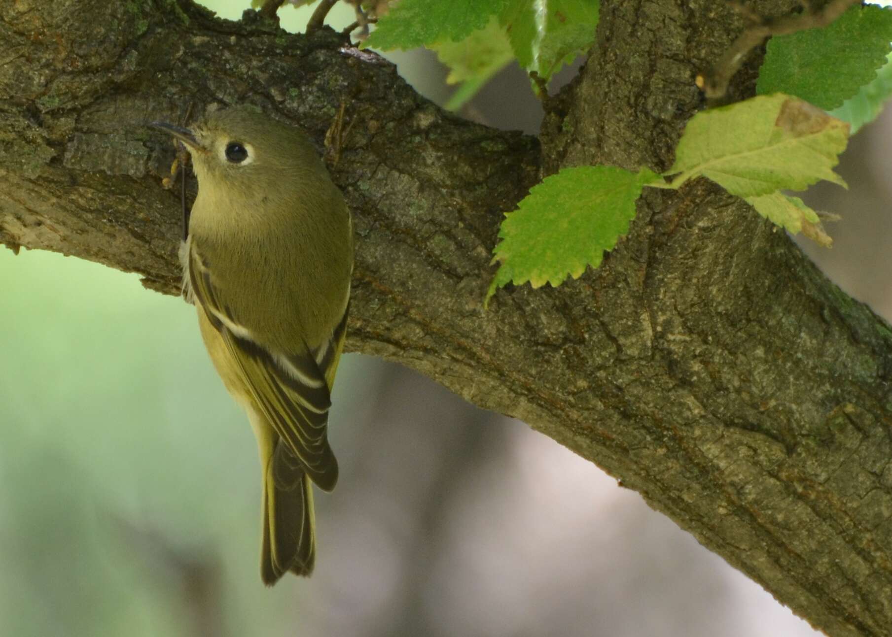 Image of goldcrests and kinglets