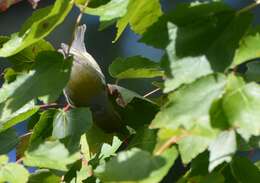 Image of Northern Parula