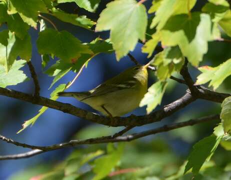 Image of Northern Parula