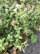 Image of sticky chickweed