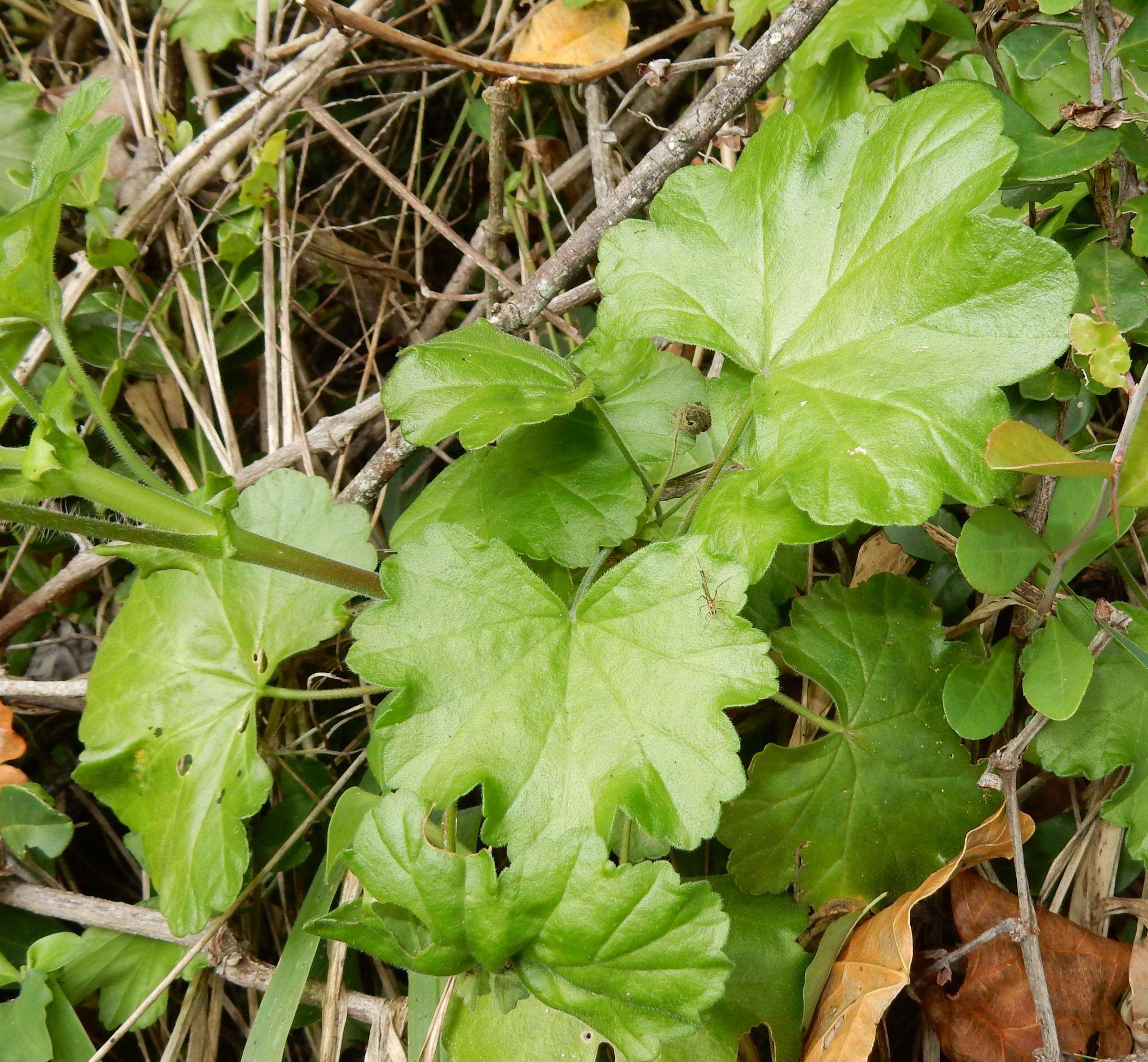 Image of Pelargonium frutetorum R. A. Dyer