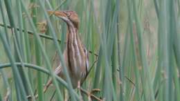 Image of Least Bittern