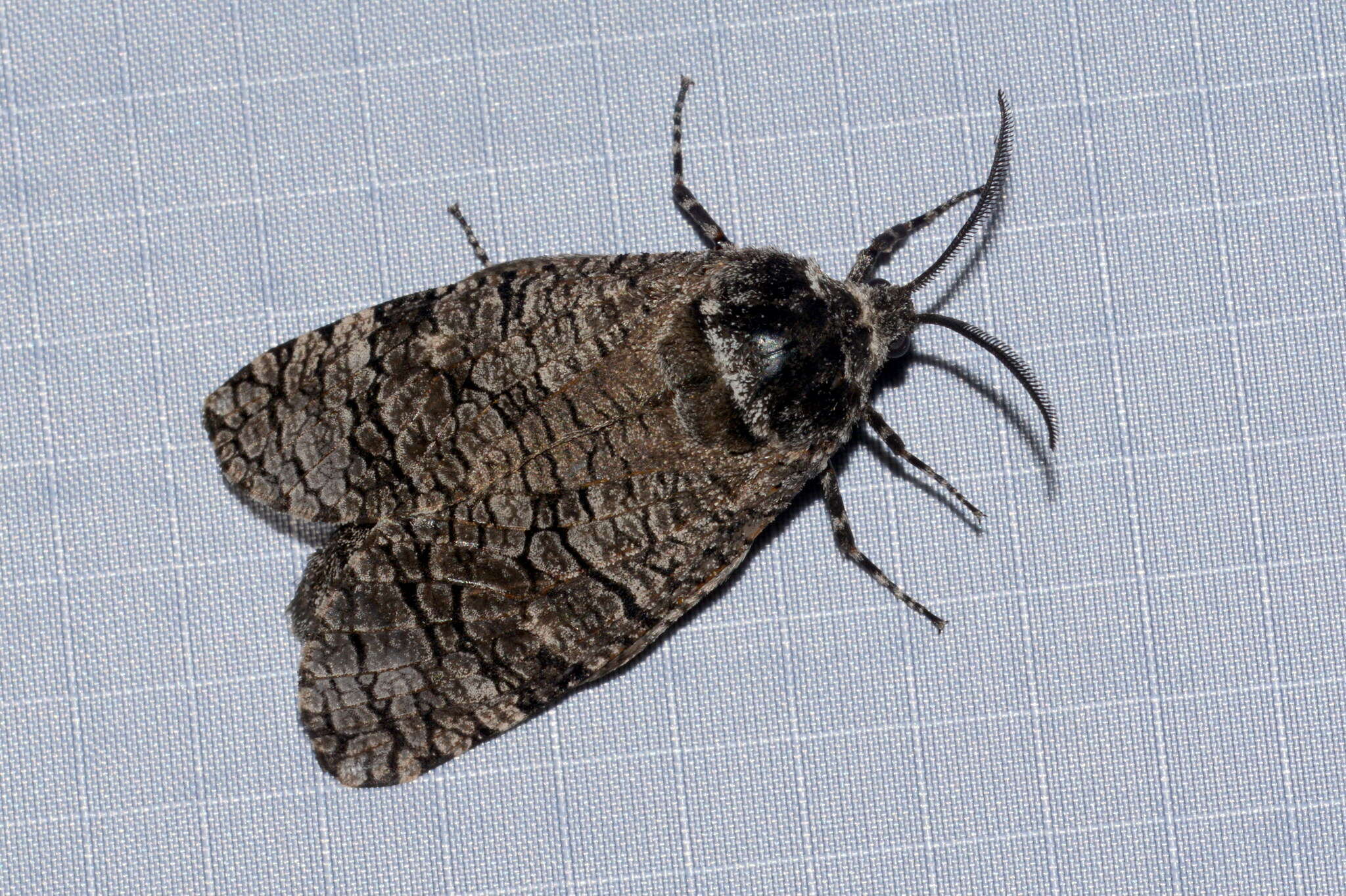 Image of Little Carpenterworm Moth